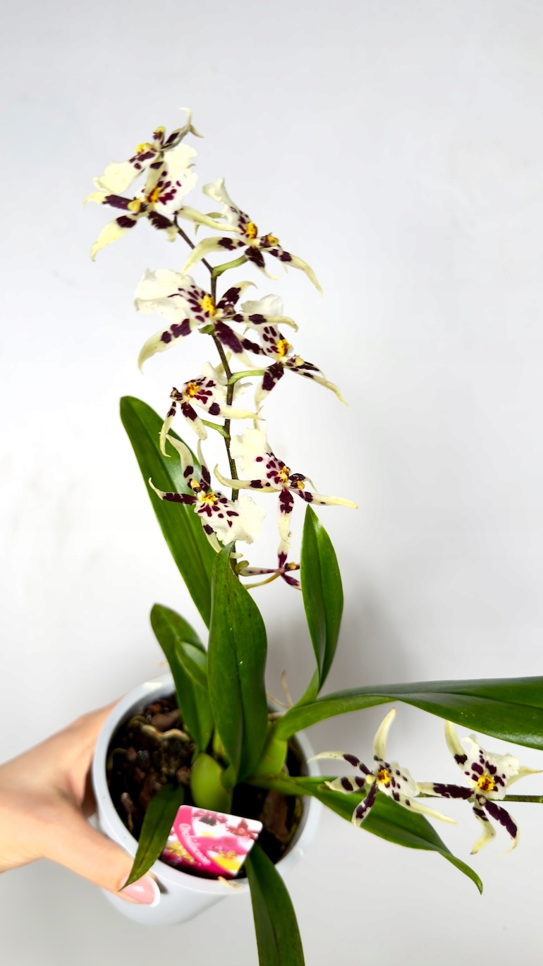 Storczyk Cambria biało-bordowy 12/45 cm