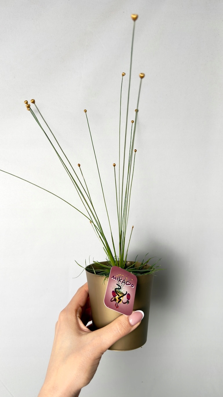 Syngonanthus chrysanthus Mikado