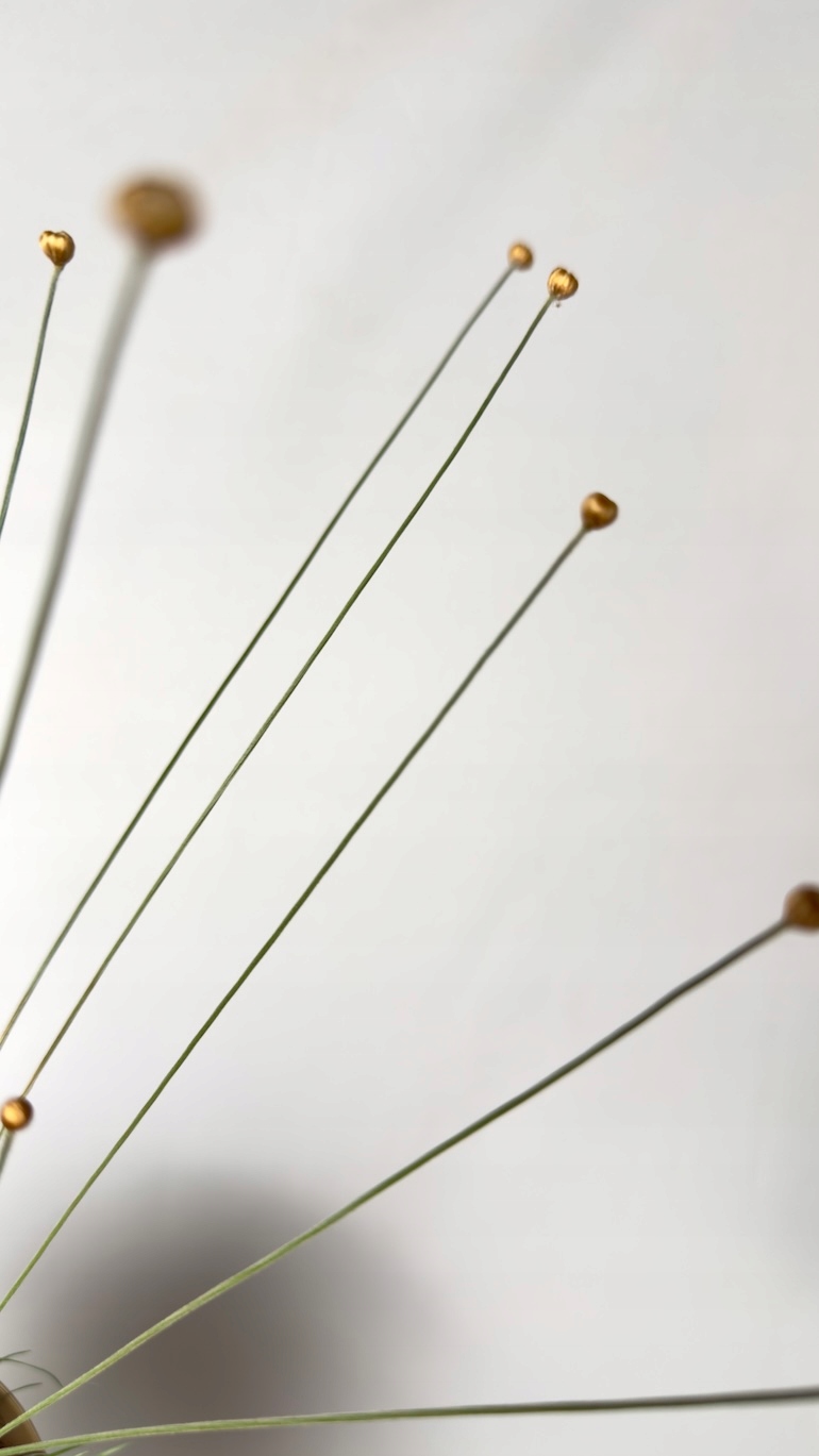 Syngonanthus chrysanthus Mikado