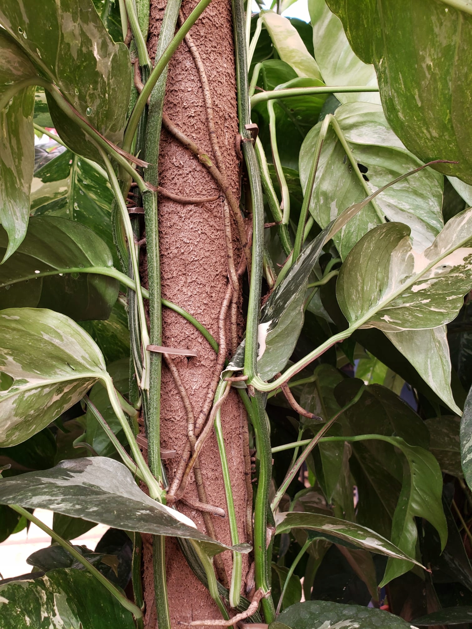 Szpilki do mocowania Kratiste 15 szt