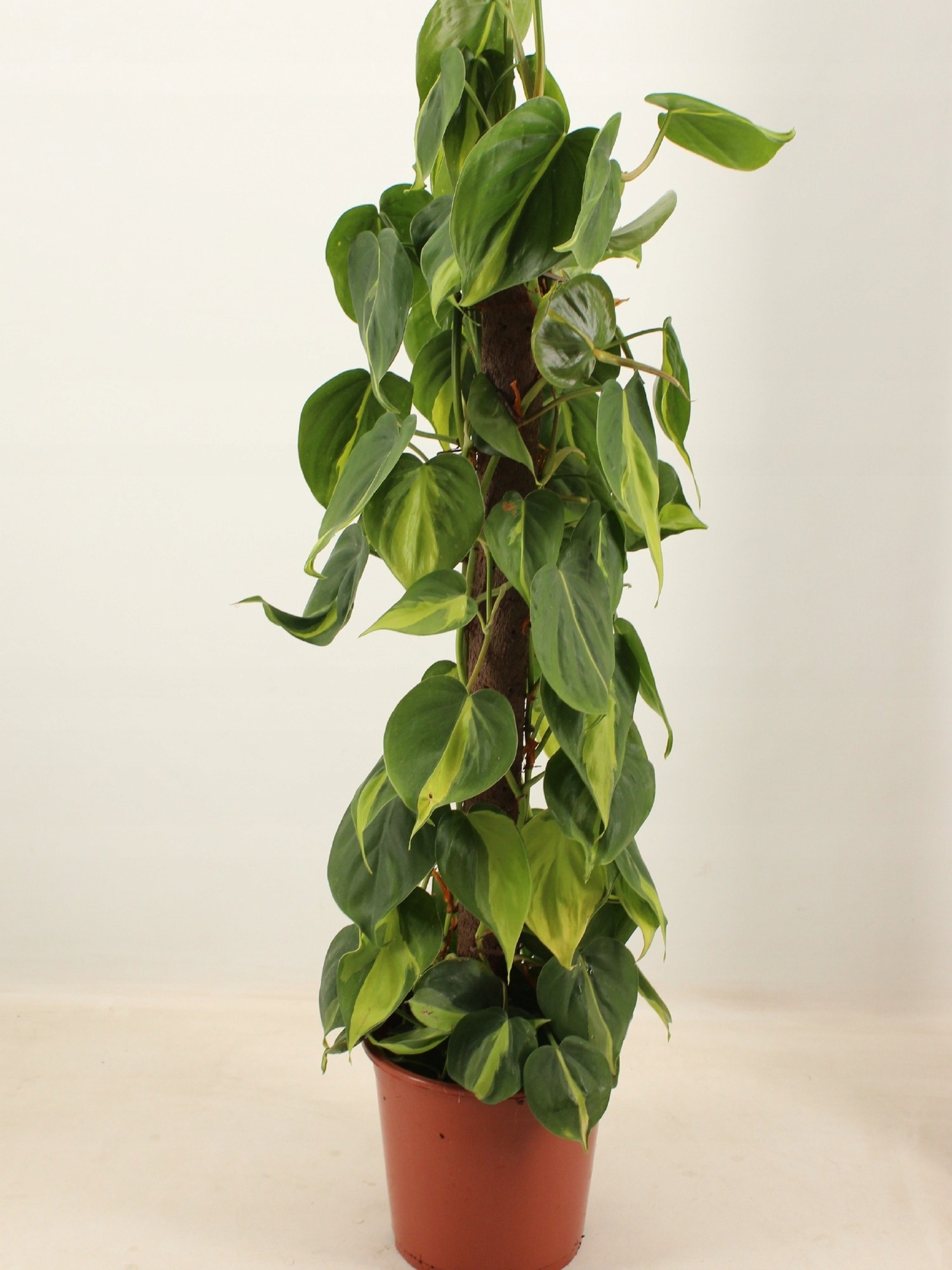 Szpilki do mocowania Kratiste 15 szt