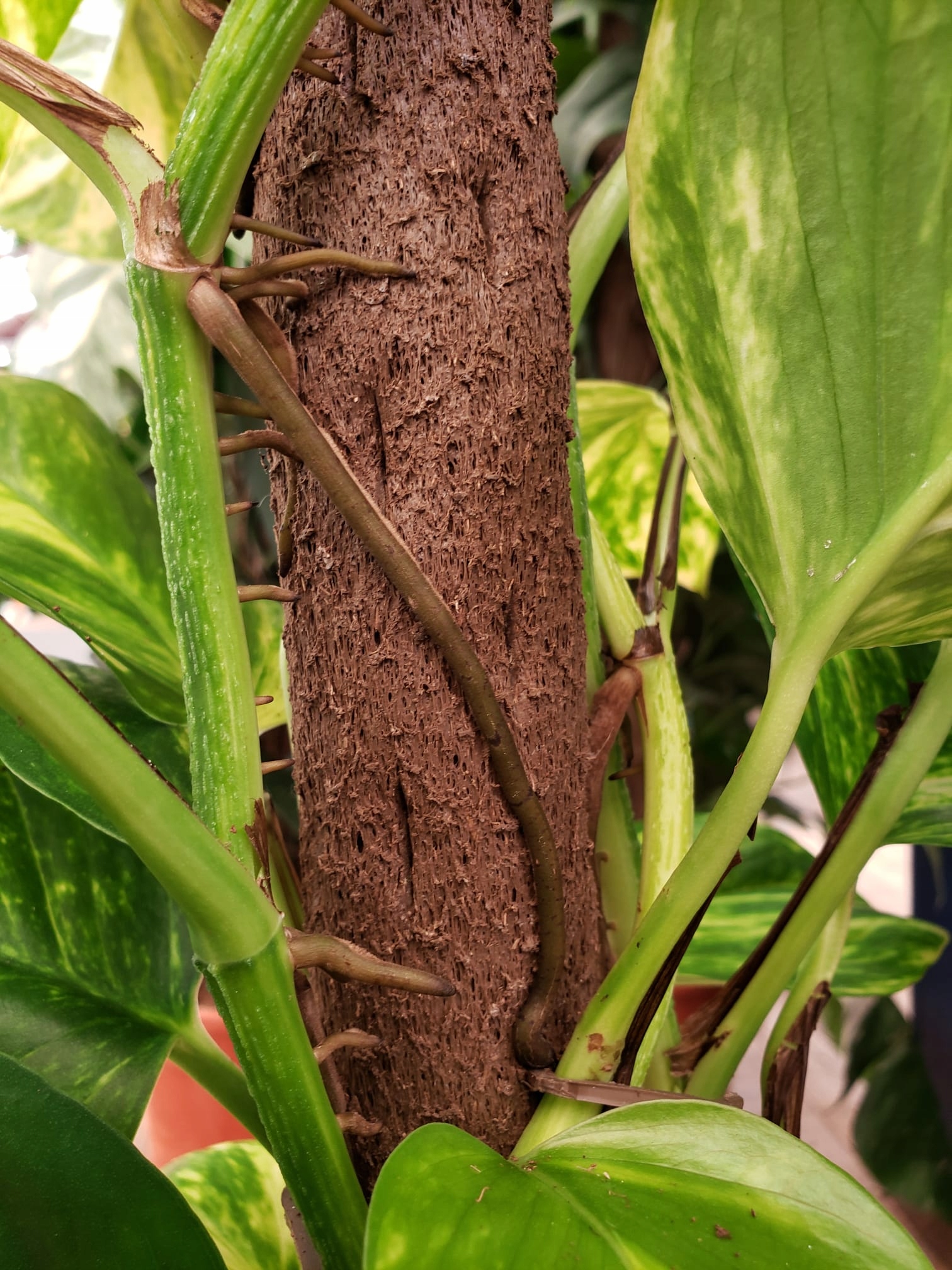 Szpilki do mocowania Kratiste 15 szt