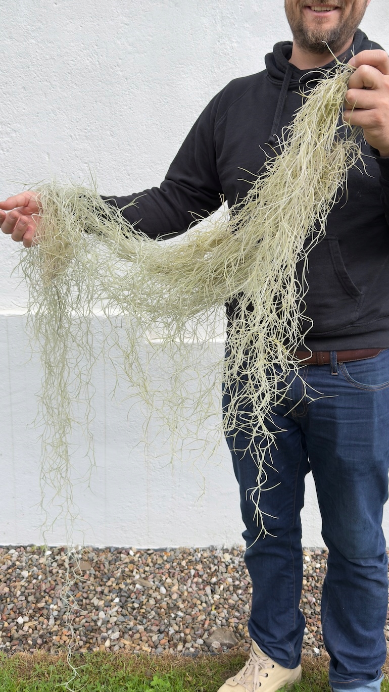 Tillandsia Usneoidoes