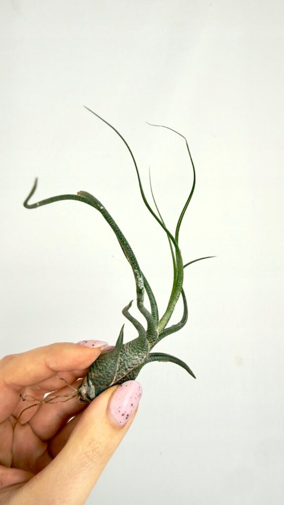 Tillandsia fasciculata oplątwa roślina powietrzna o sztywnych liściach w nowoczesnej aranżacji