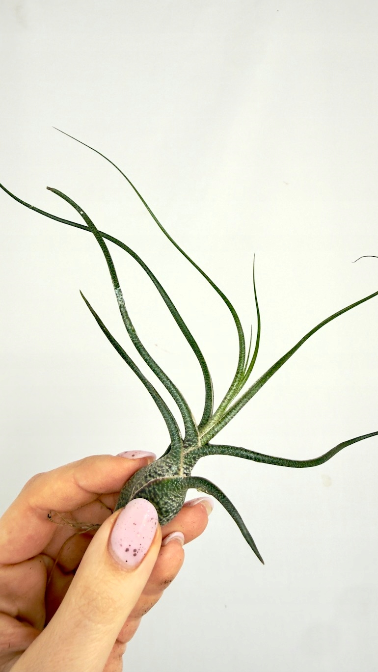 Tillandsia fasciculata
