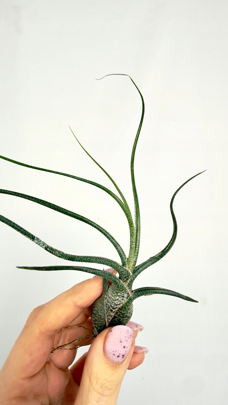 Tillandsia fasciculata