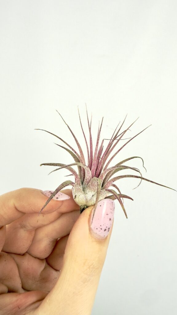 Tillandsia ionantha Druid oplątwa roślina powietrzna
