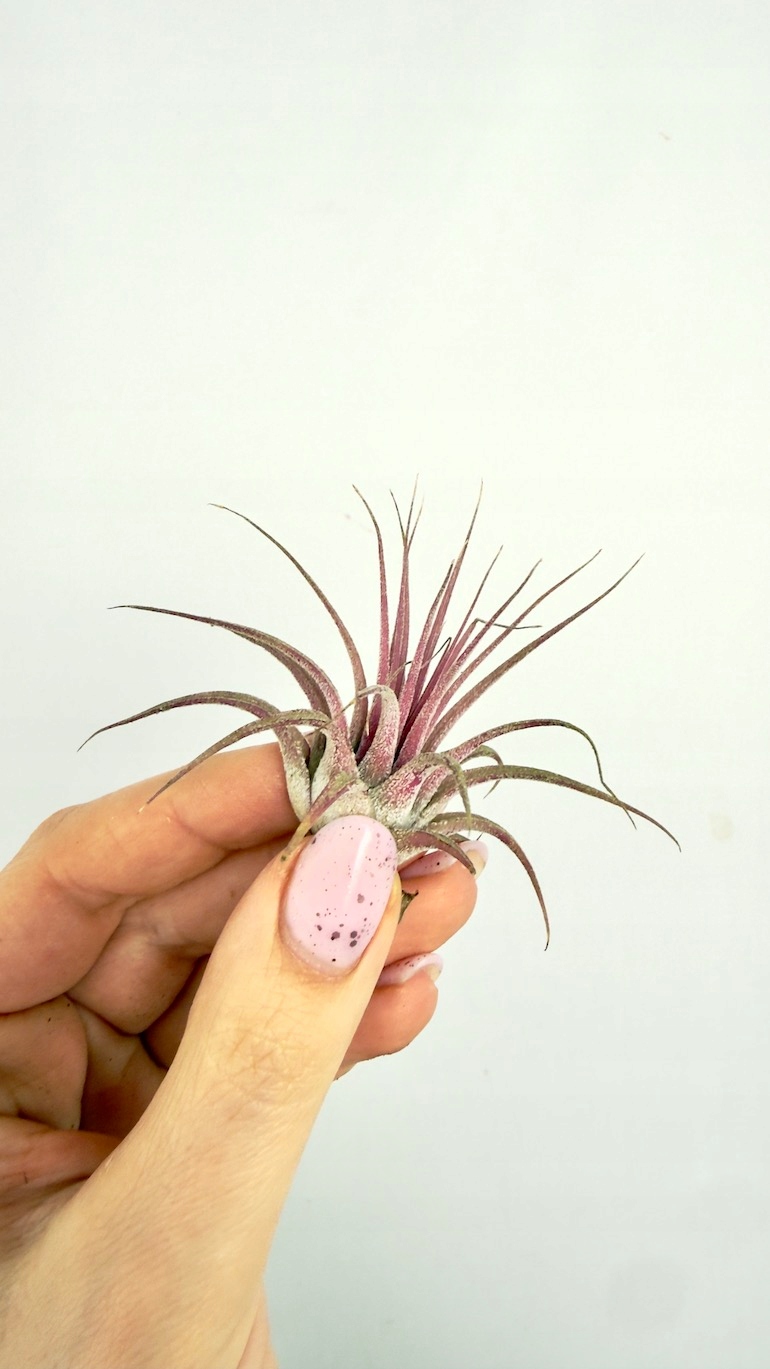Tillandsia ionantha Druid