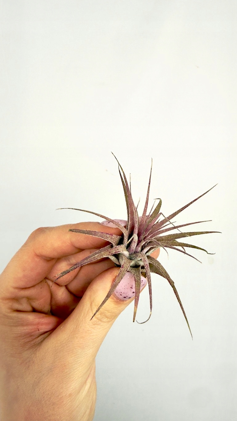 Tillandsia ionantha Druid