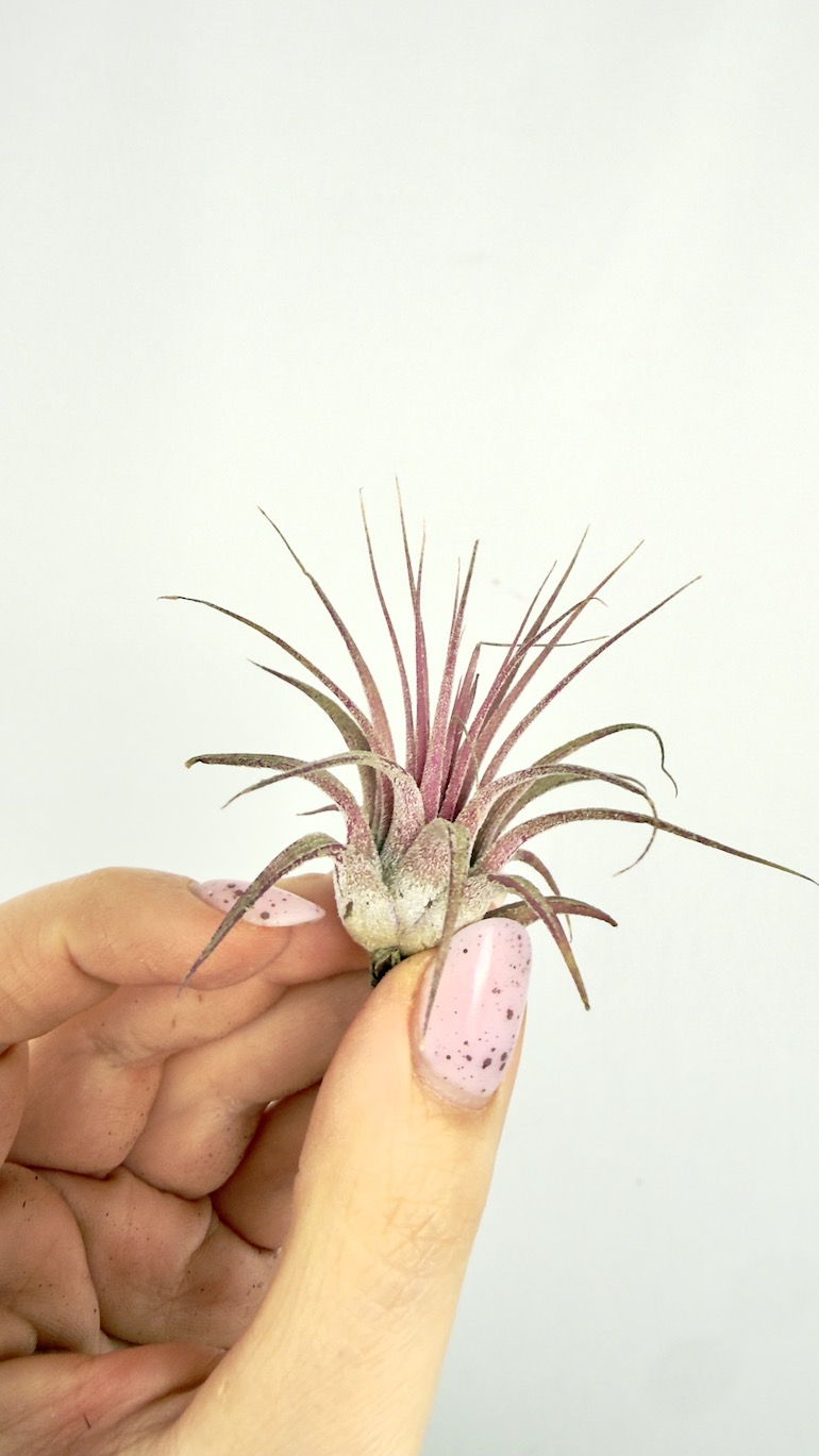 Tillandsia ionantha Druid