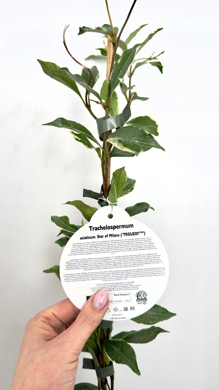 Trachelospermum asiaticum Star Of Milano 17/90 cm