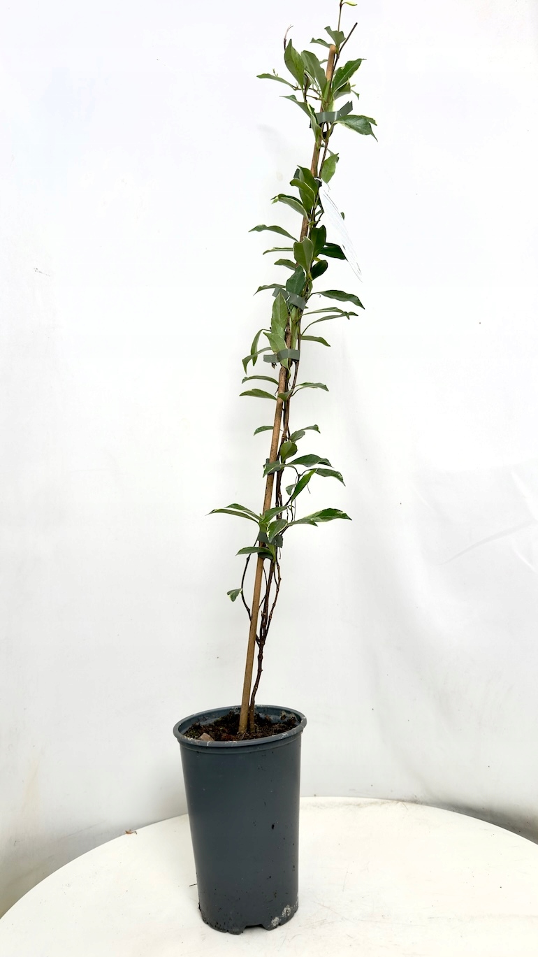 Trachelospermum asiaticum Star Of Milano 17/90 cm