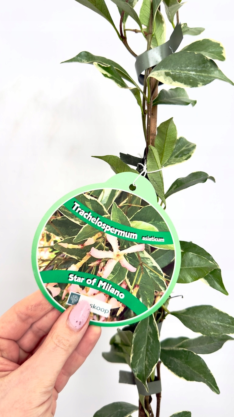 Trachelospermum asiaticum Star Of Milano 17/90 cm