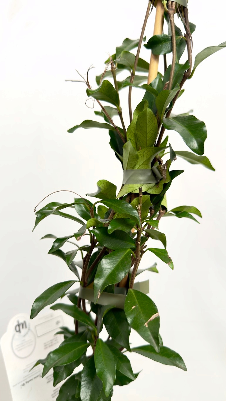 Jaśmin Trachelospermum jasm. Star of Ibiza 15/65cm