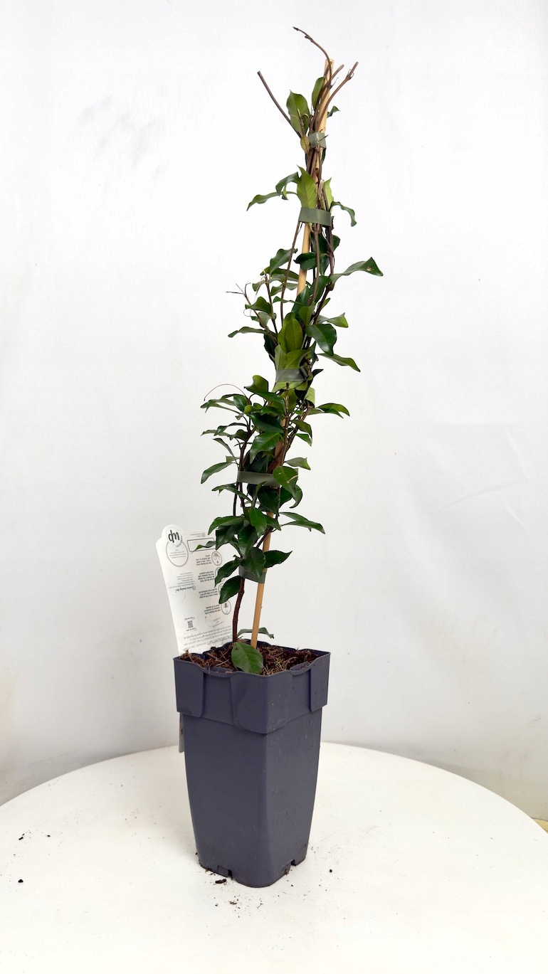 Jaśmin Trachelospermum jasm. Star of Ibiza 15/65cm