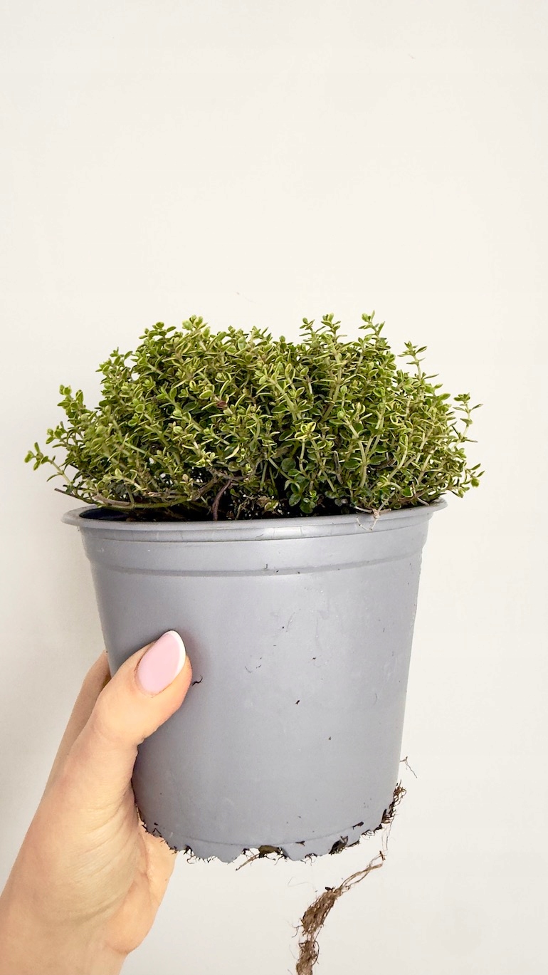 Tymianek cytrynowy 14/20 cm