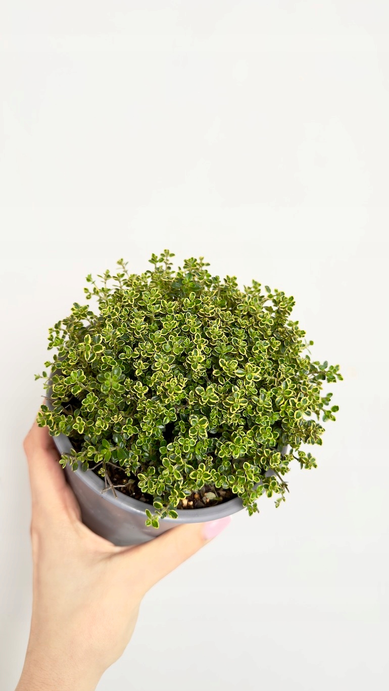 Tymianek cytrynowy 14/20 cm