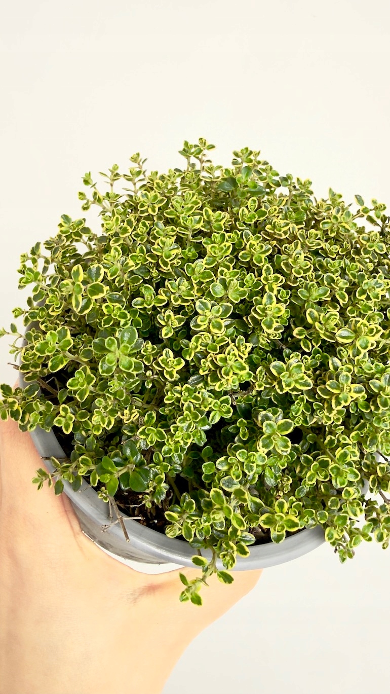 Tymianek cytrynowy 14/20 cm