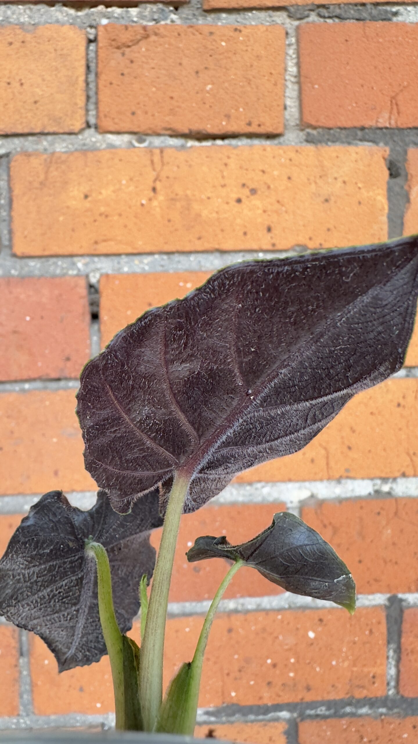 Alocasia Antoro velvet