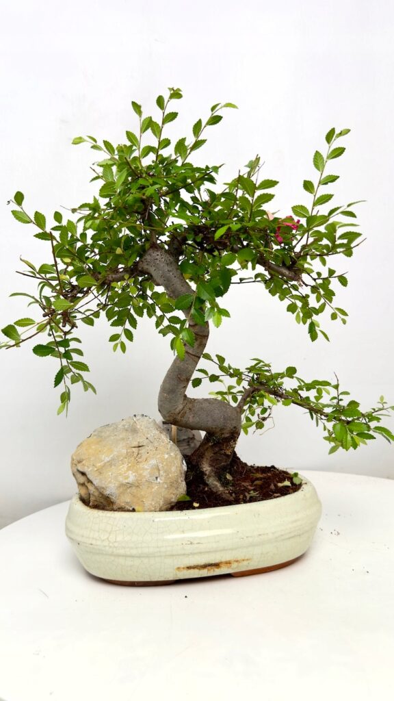 Ulmus parvifolia Bonsai z kamieniem 18/25 cm w ceramicznej doniczce