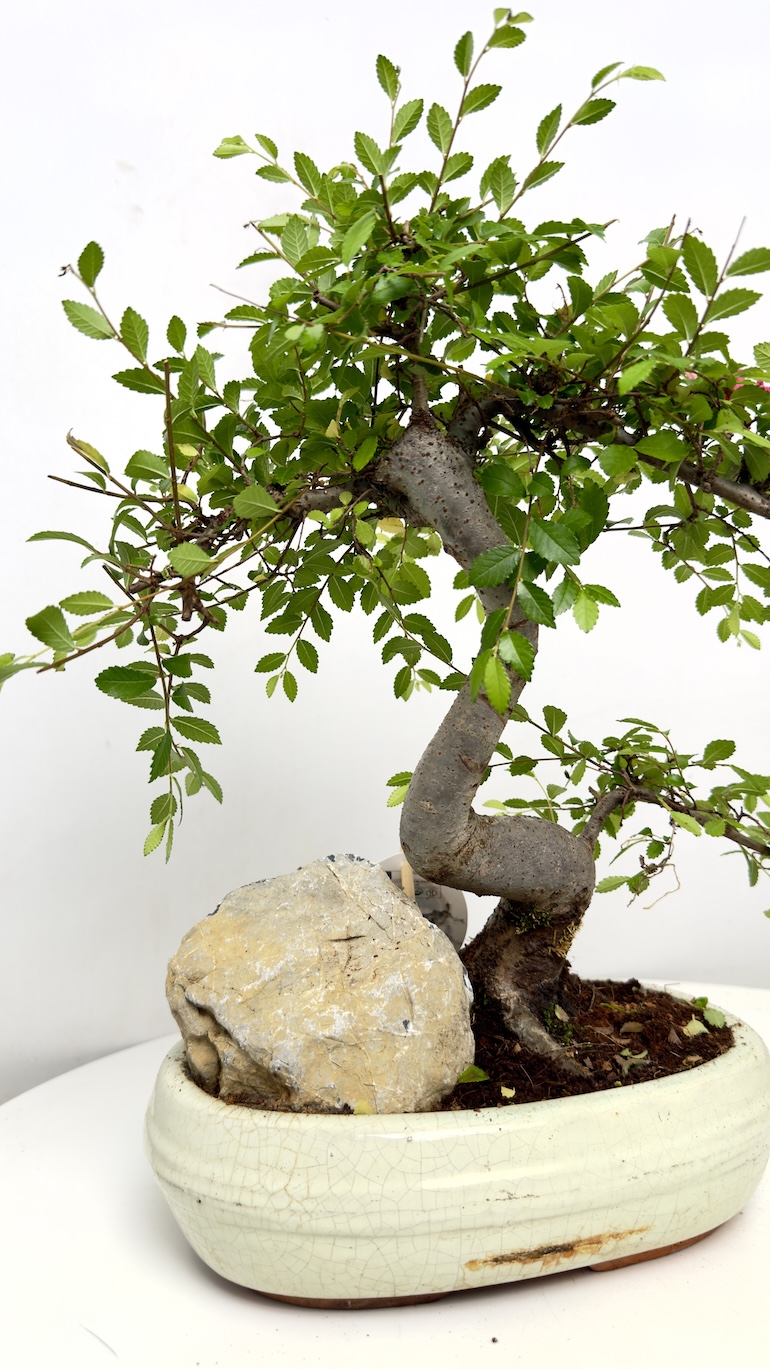 Wiąz drobnolistny Bonsai