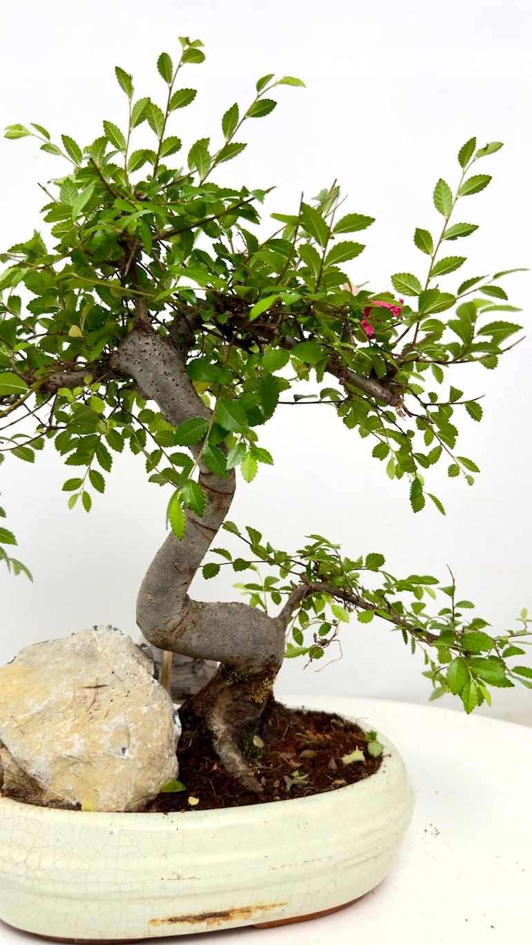 Wiąz drobnolistny Bonsai