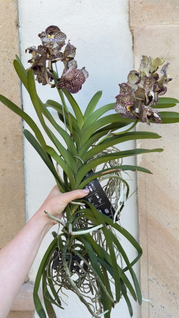 Vanda Hybriden XL 60 cm z nakrapianymi kwiatami, długimi zielonymi liśćmi i korzeniami powietrznymi.