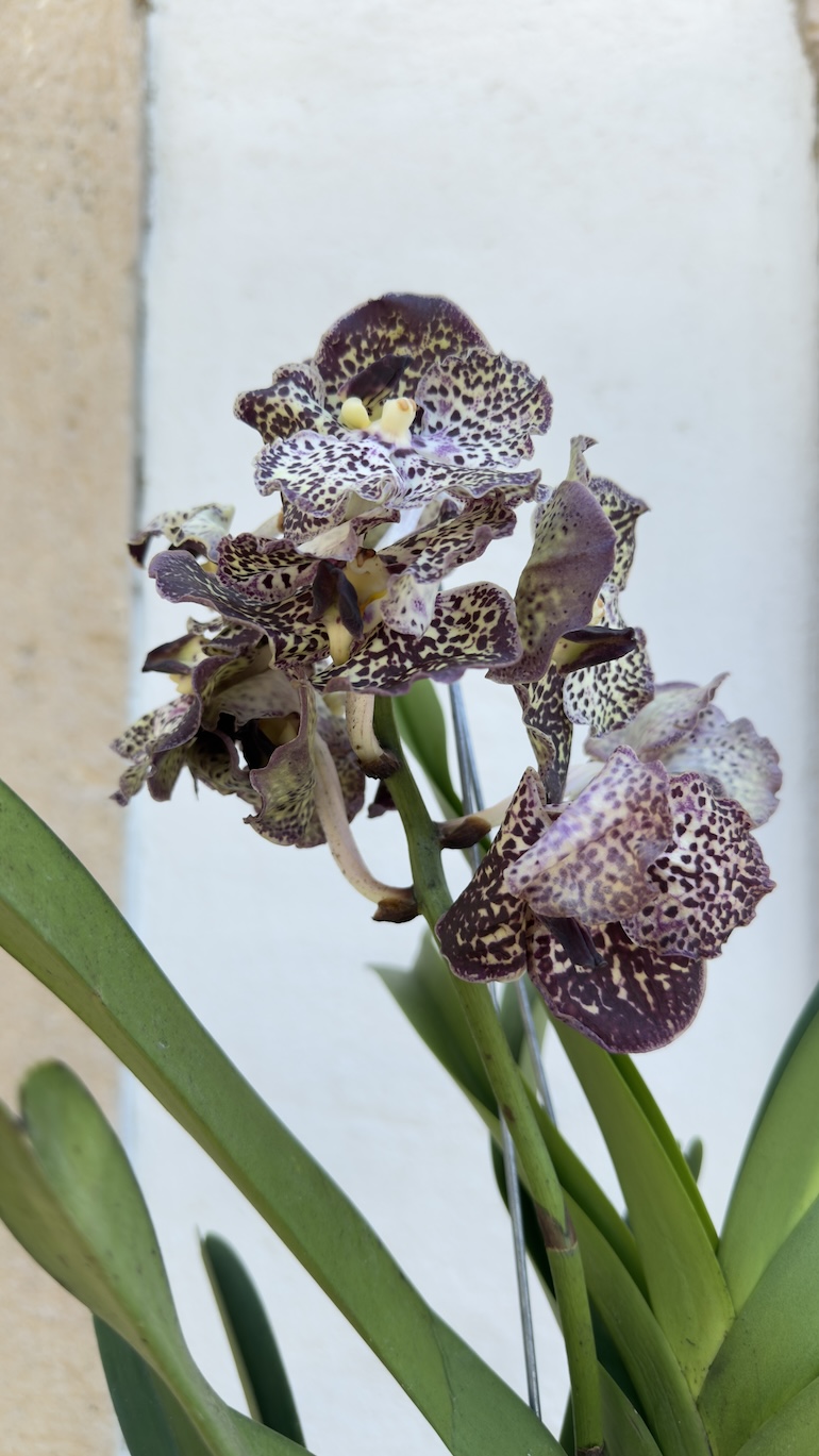 Vanda Hybriden XL 60 cm