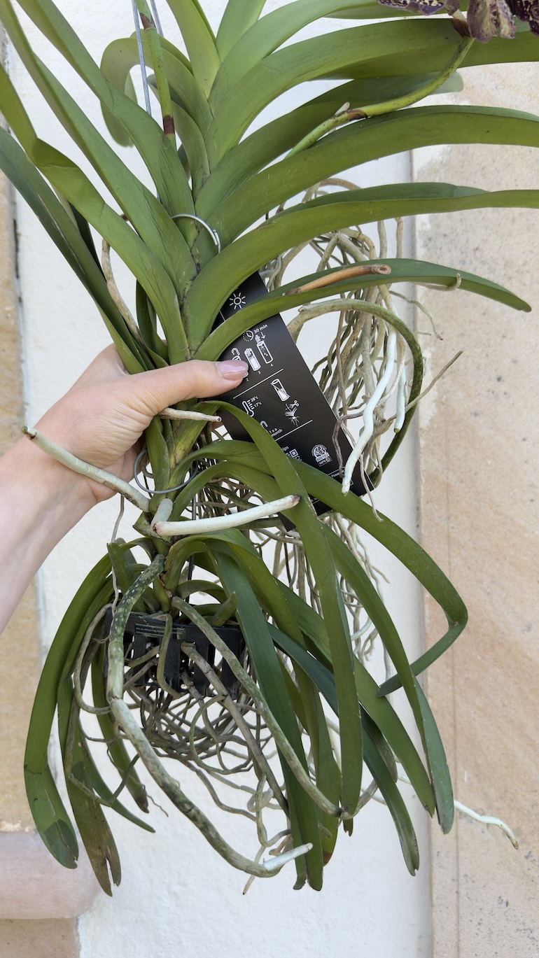 Vanda Hybriden XL 60 cm