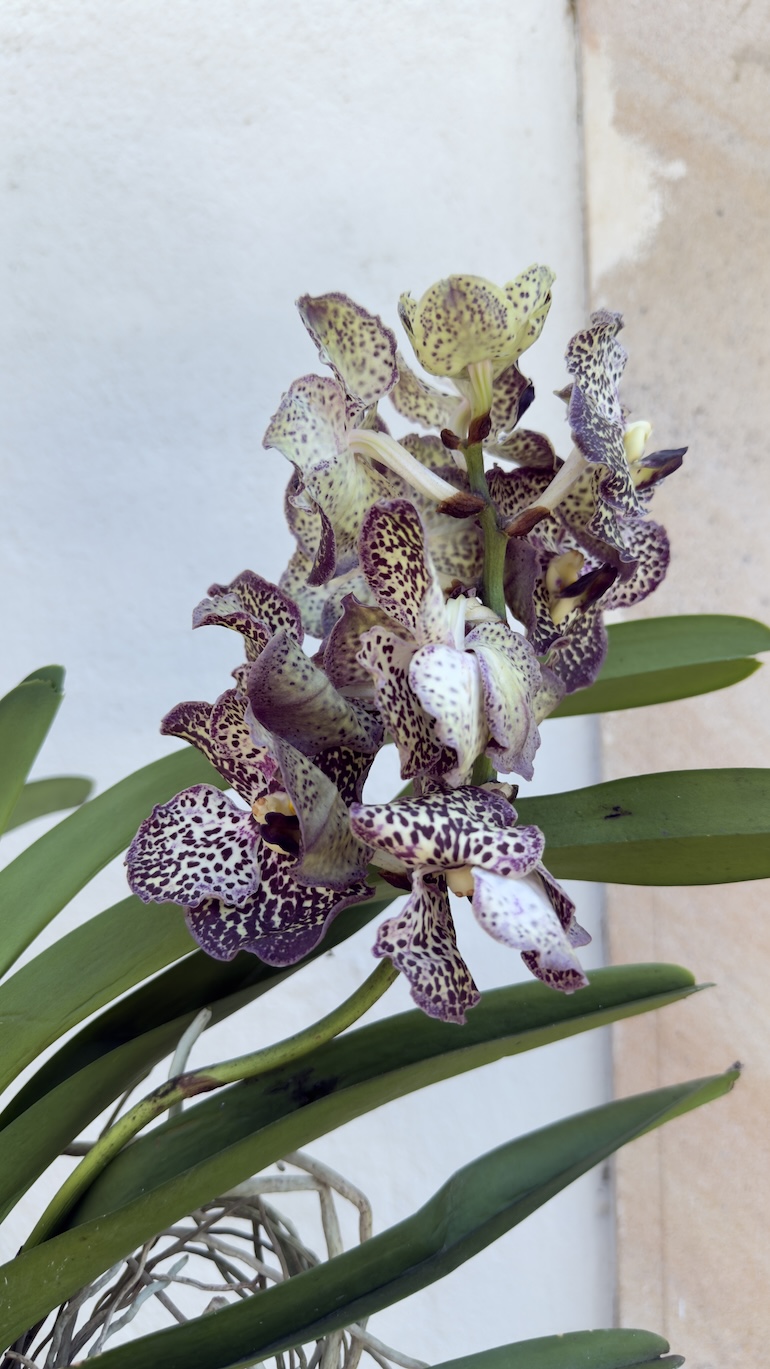 Vanda Hybriden XL 60 cm