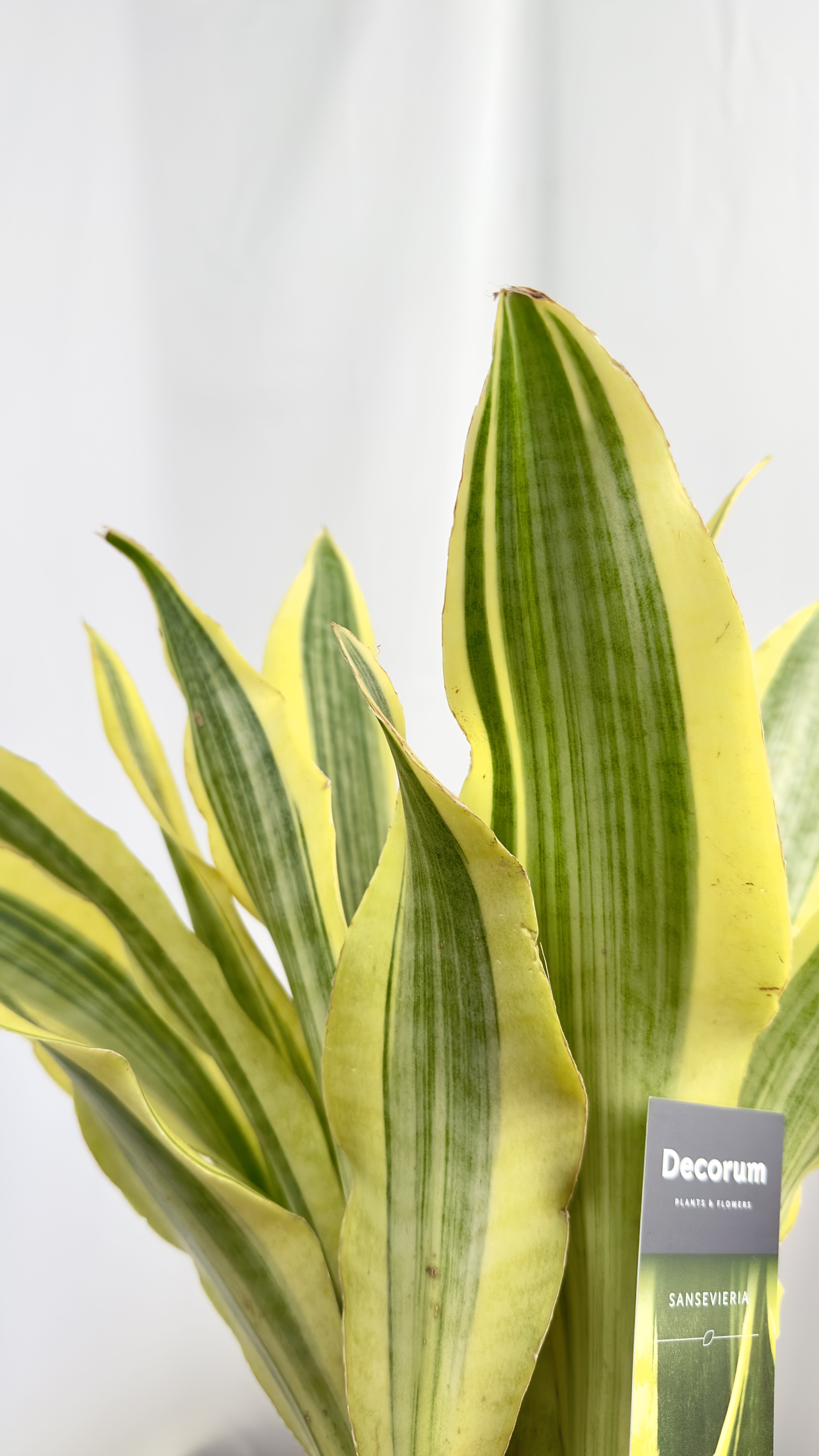 Sansevieria Aubrytiana Yellow