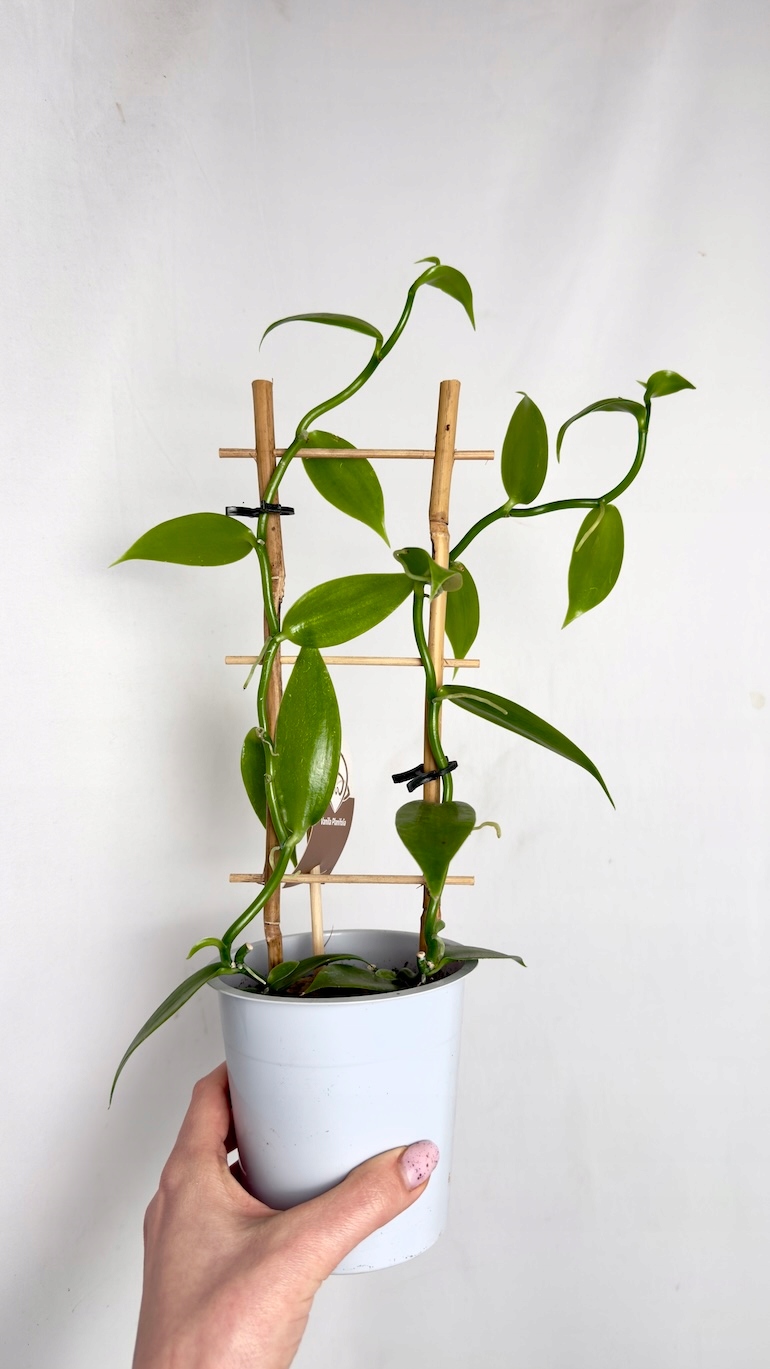 Wanilia Vanilla planifolia 10/30 cm