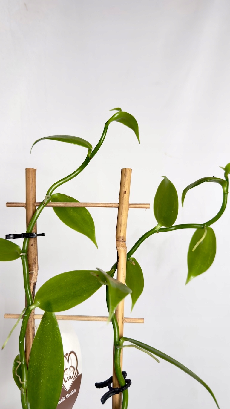 Wanilia Vanilla planifolia 10/30 cm
