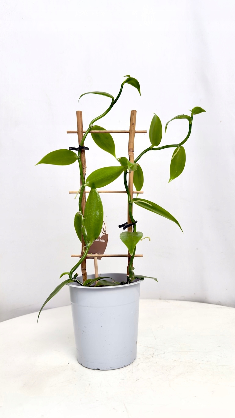 Wanilia Vanilla planifolia 10/30 cm