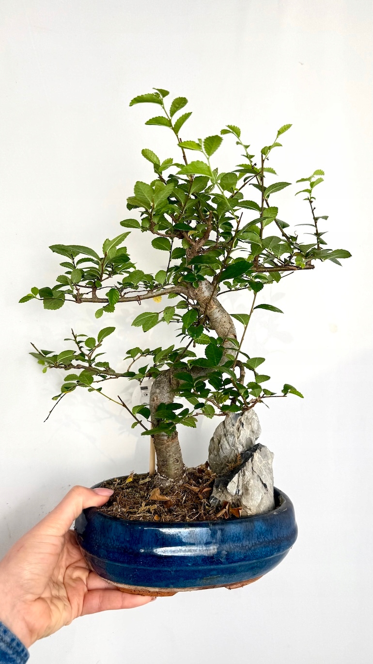 Wiąz drobnolistny Bonsai