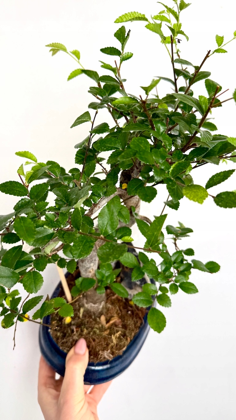Wiąz drobnolistny Bonsai