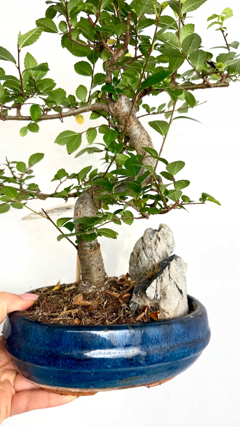Wiąz drobnolistny Bonsai