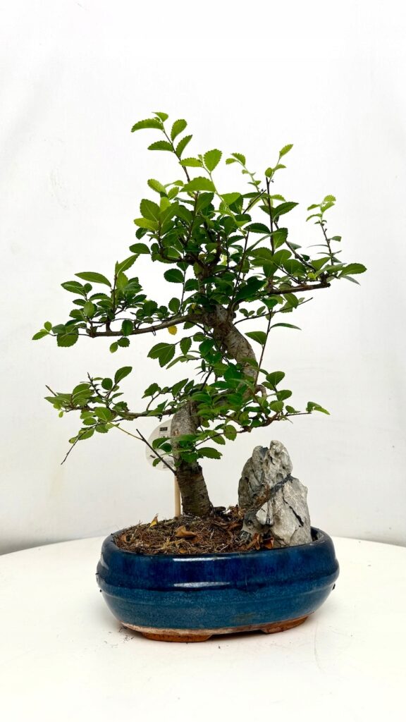 Ulmus parvifolia bonsai z dekoracyjnym pniem i drobnymi zielonymi liśćmi