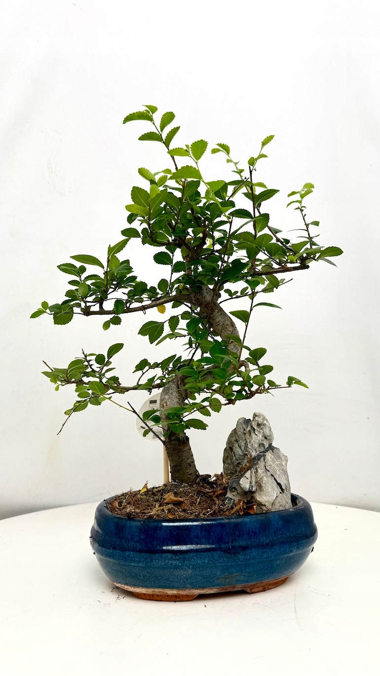 Wiąz drobnolistny Bonsai