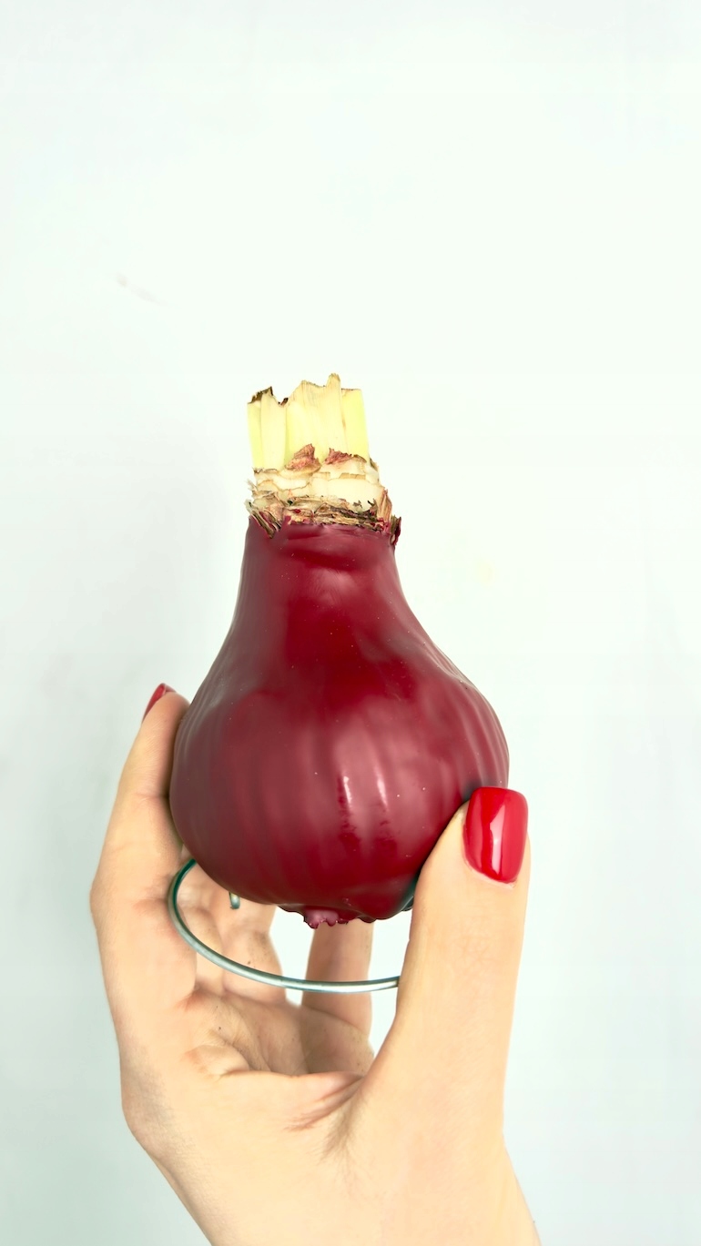 Amarylis w wosku (bordo)