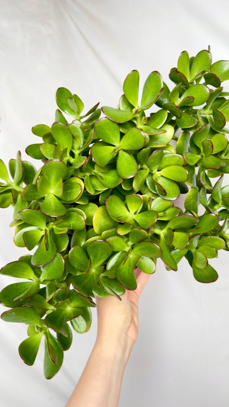 Crassula Ovata 21/35 cm