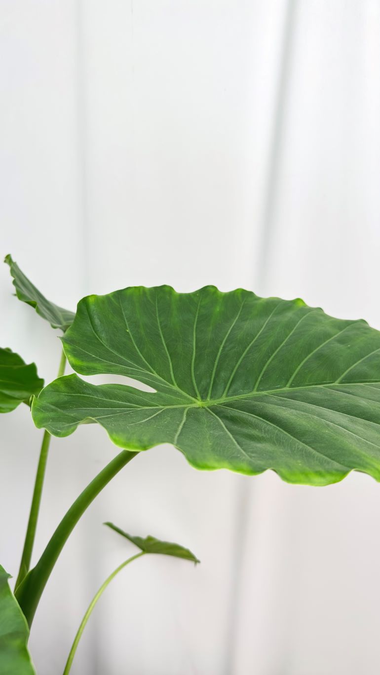 Colocasia esculenta
