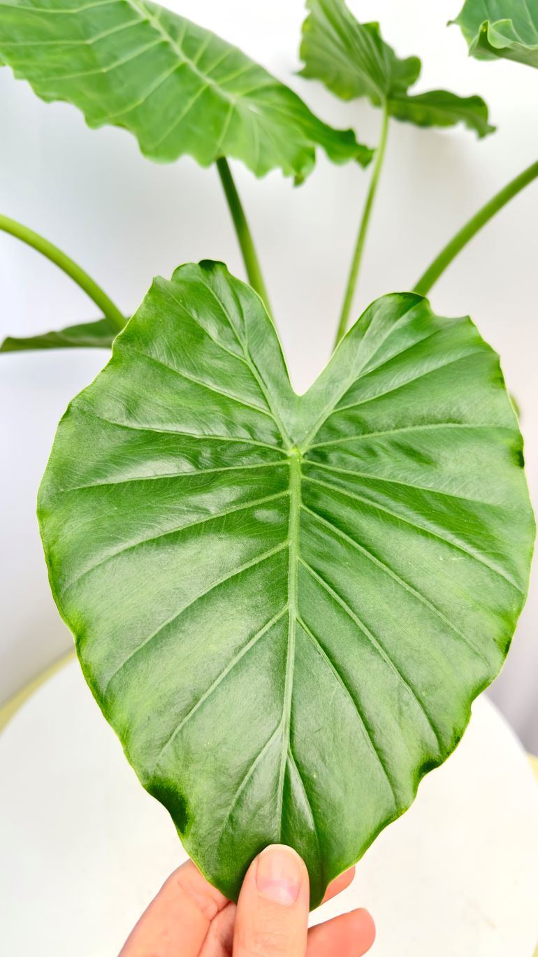 Colocasia esculenta