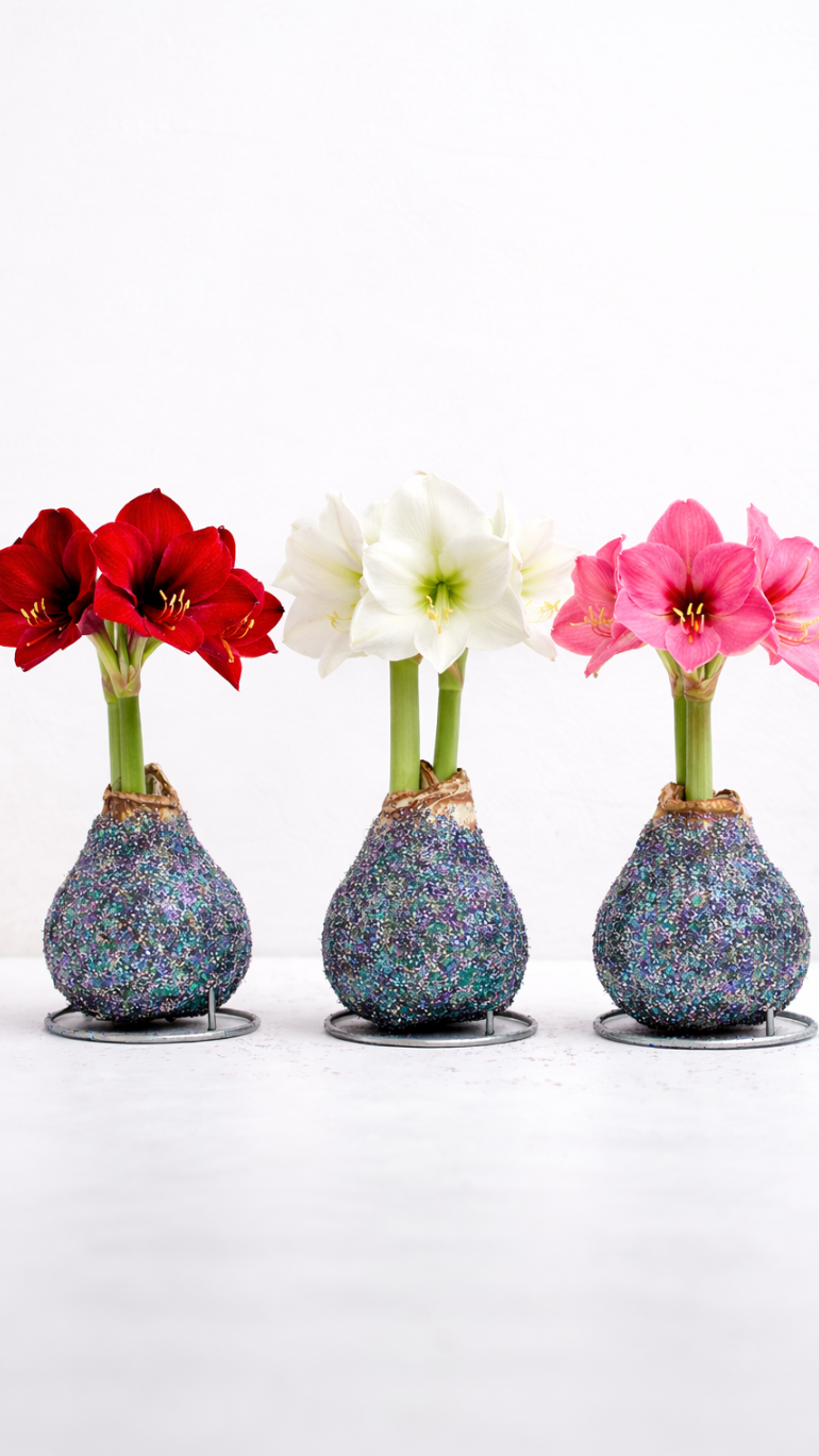 Amarylis w brokatowym wosku