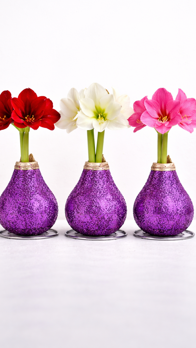 Amarylis w brokatowym wosku (fiolet)