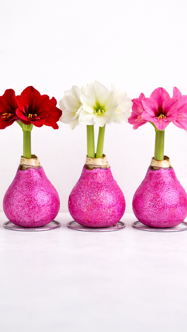 Amarylis w brokatowym wosku (róż)