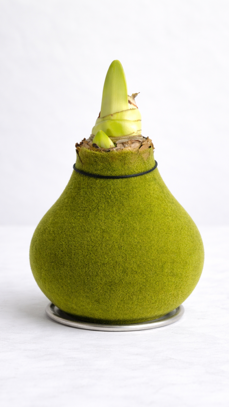 Amarylis w aksamitnej oprawie (zieleń)