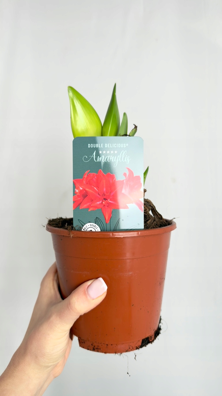 Amarylis Double Delicious