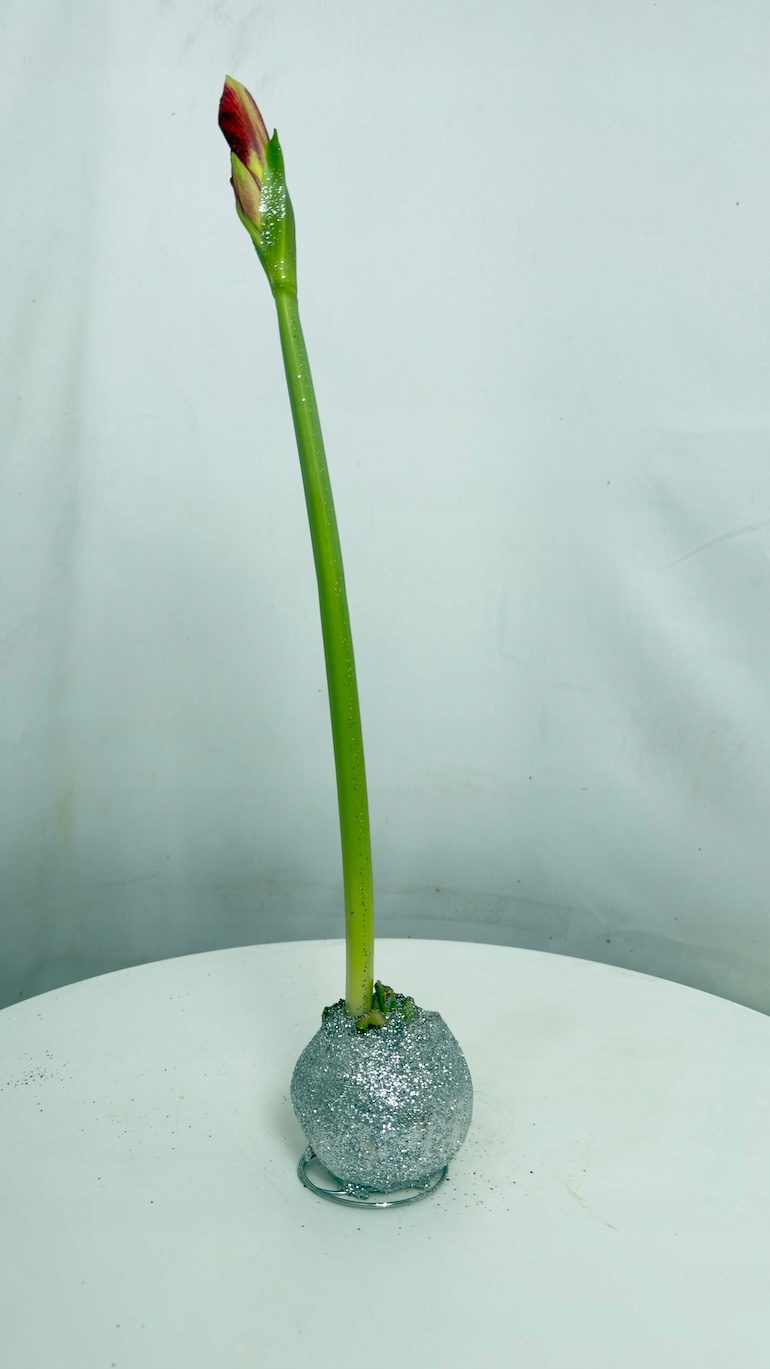 Amarylis brokatowy wosk