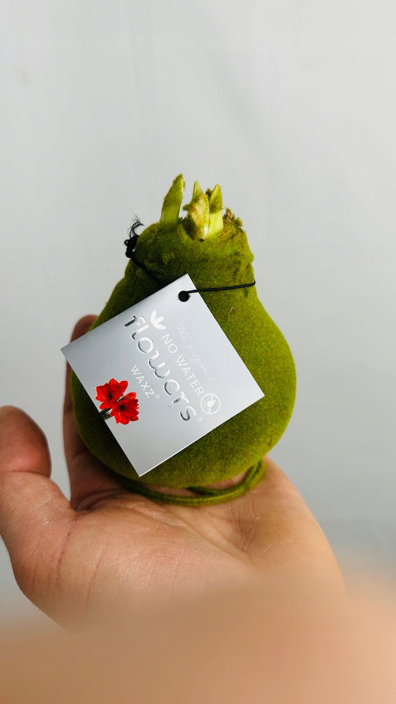 Amarylis w aksamitnej oprawie (zieleń)